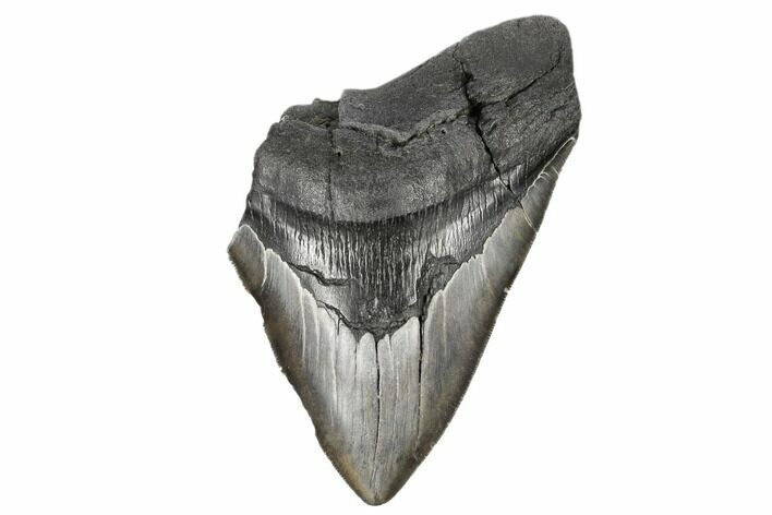 Partial Megalodon Tooth - Serrated Blade #182857